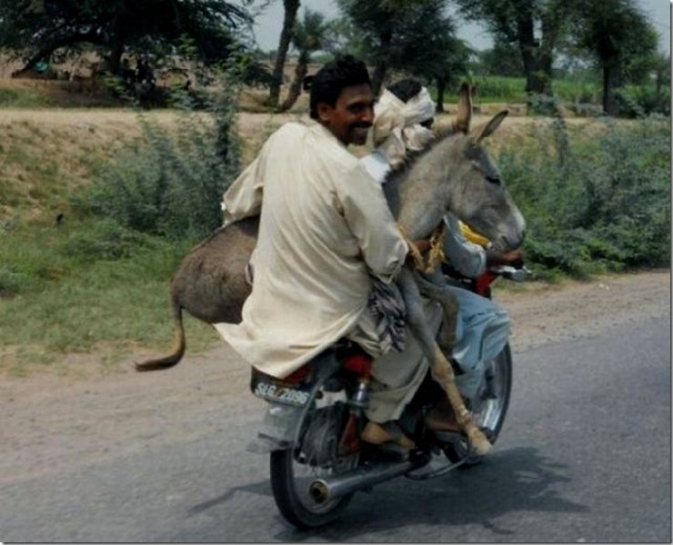 donkey got ride 